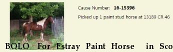 BOLO  For Estray Paint Horse  in Scott County, Texas Near , TX, 
